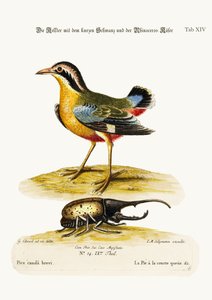 ショートテールのパイとカブトムシ、1749-73